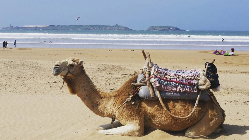 Morocco Camel Riding